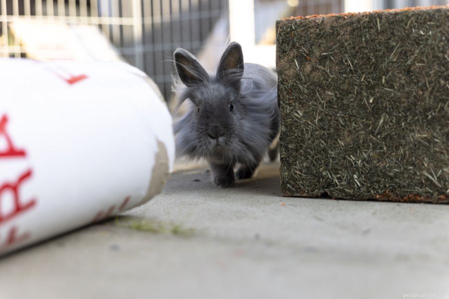 Understanding Why Your Rabbit Runs in Circles: A Guide for Owners