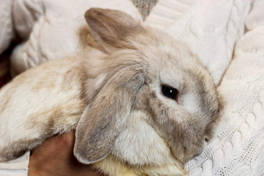 Understanding Why Your Rabbit Runs in Circles: A Guide for Owners