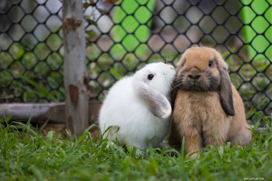 Understanding Why Your Rabbit Runs in Circles: A Guide for Owners