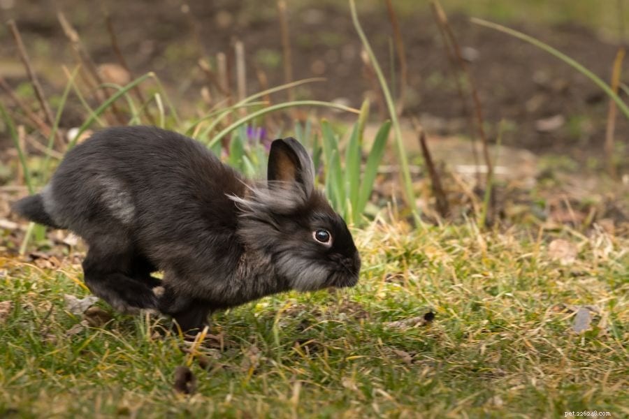 The Science Behind Why Rabbits Jump Over Each Other