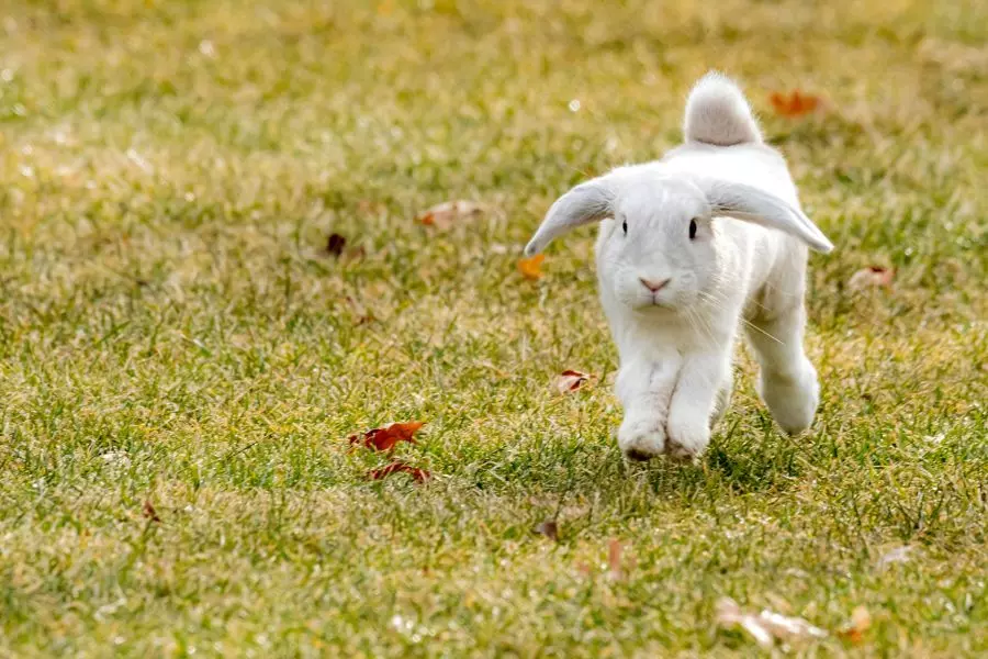 The Science Behind Why Rabbits Jump Over Each Other