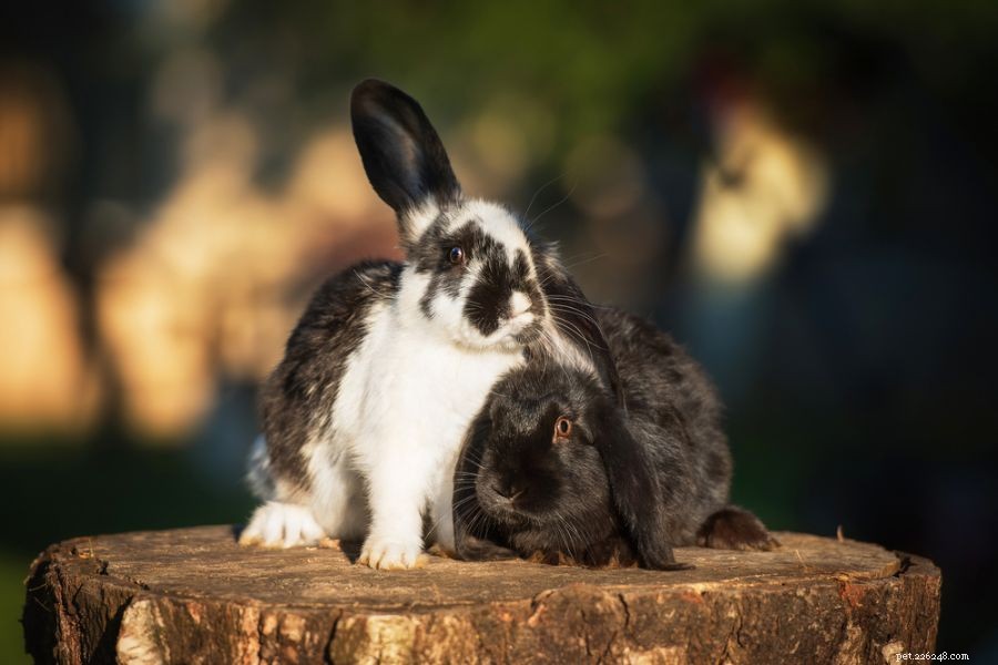 Understanding Why Female Rabbits Hump: 5 Key Insights