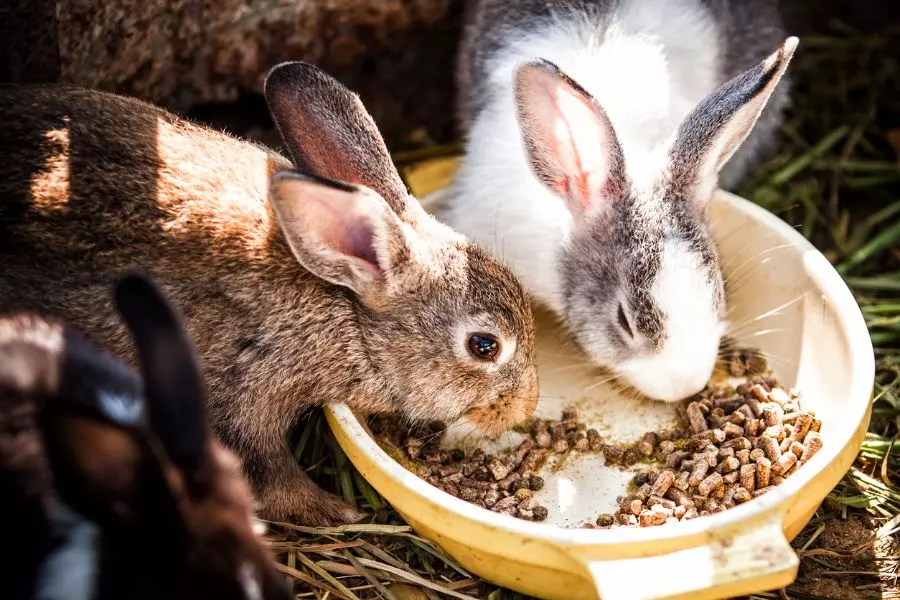 The Science Behind Why Rabbits Jump Over Each Other
