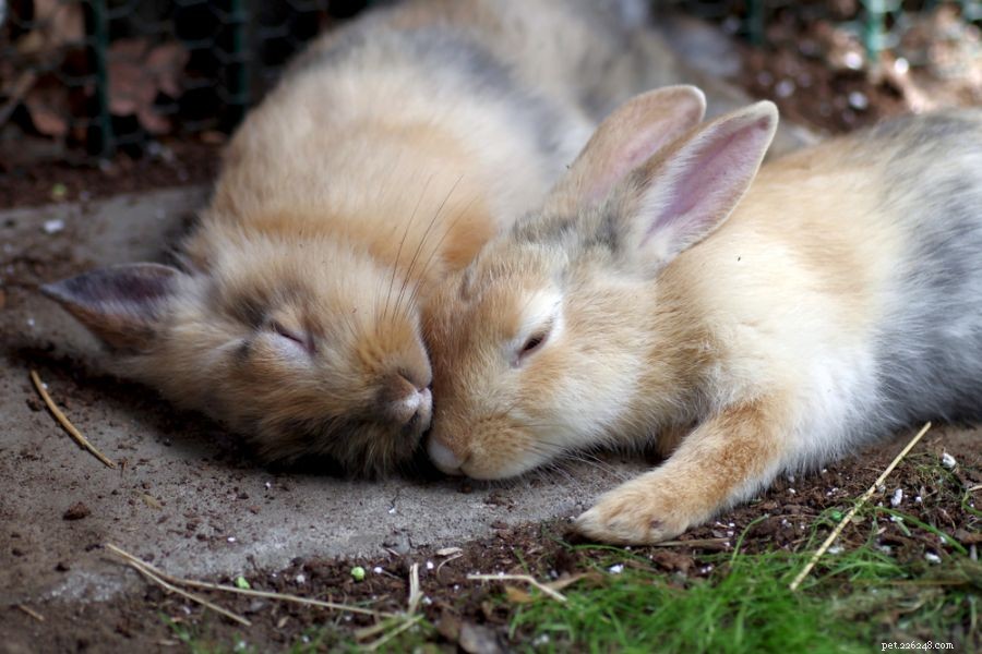 Understanding Why Female Rabbits Hump: 5 Key Insights