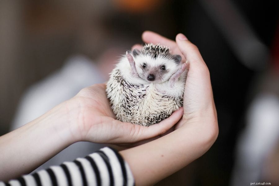 Hedgehog Dehydration? Common Causes & How to Help