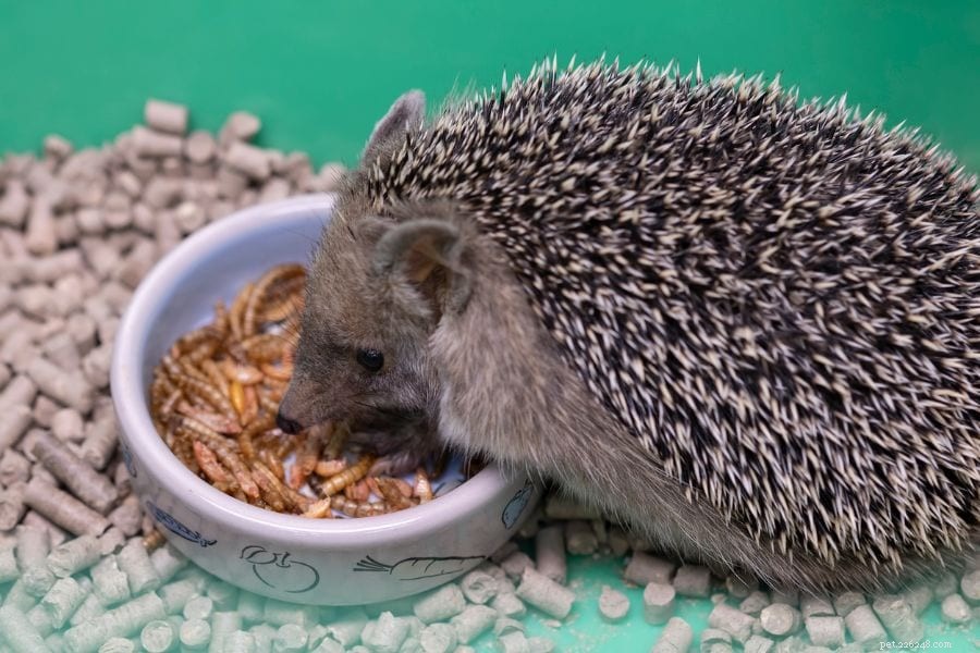 Hedgehog Dehydration? Common Causes & How to Help
