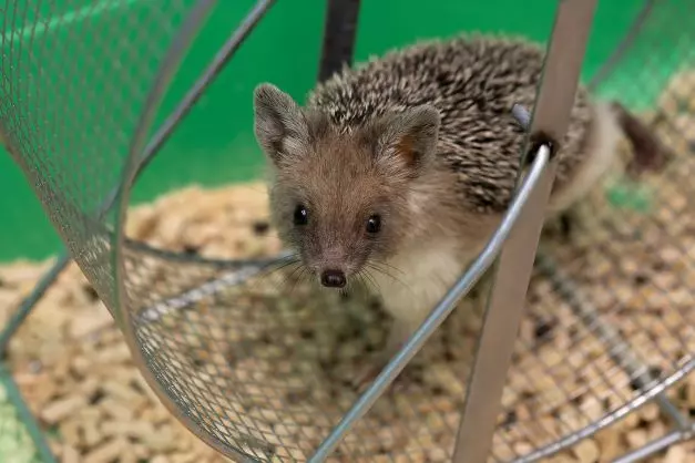 Hedgehog Dehydration? Common Causes & How to Help
