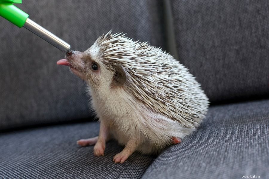Hedgehog Dehydration? Common Causes & How to Help