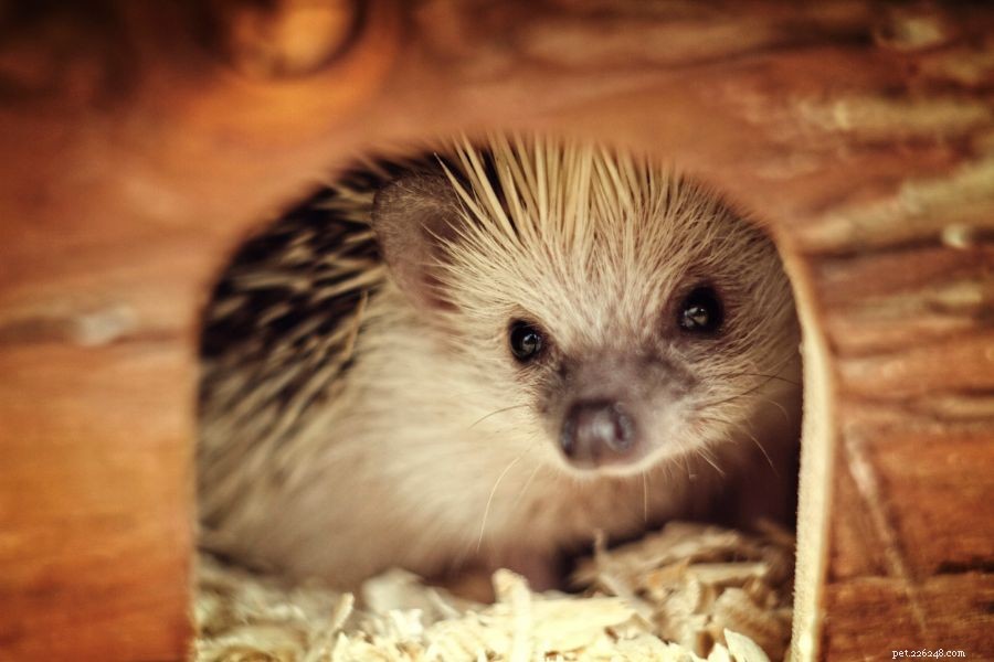 What Causes Hedgehog Shaking? Signs You Shouldn t Ignore