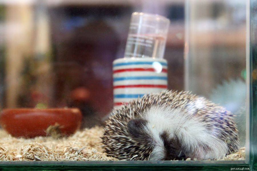 What Causes Hedgehog Shaking? Signs You Shouldn t Ignore