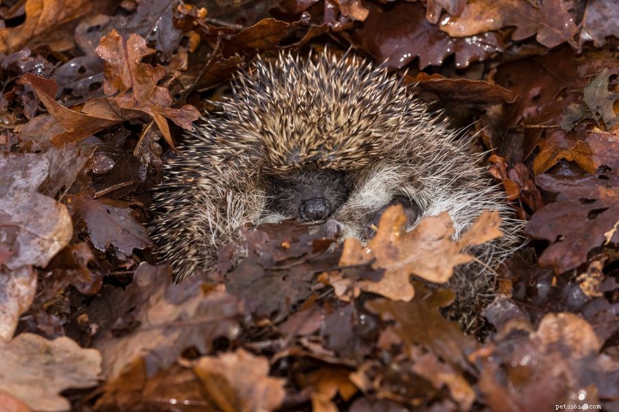 What Causes Hedgehog Shaking? Signs You Shouldn t Ignore