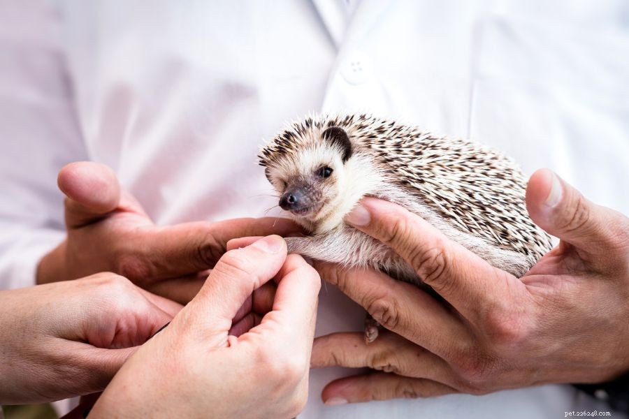What Causes Hedgehog Shaking? Signs You Shouldn t Ignore