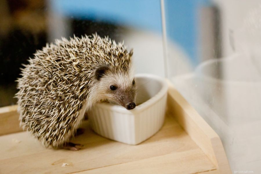 What Causes Hedgehog Shaking? Signs You Shouldn t Ignore