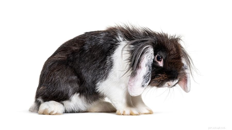 What Triggers Rabbit Zoomies? Understanding Their Energetic Bursts