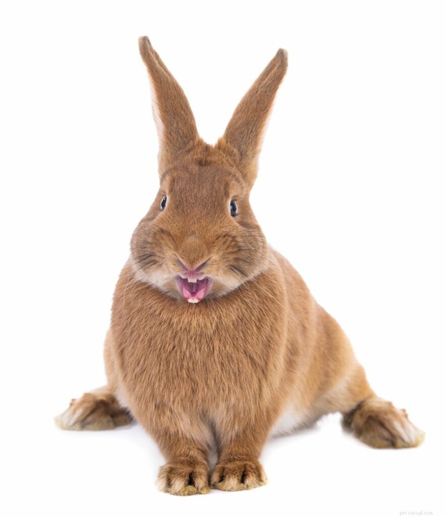 What Triggers Rabbit Zoomies? Understanding Their Energetic Bursts