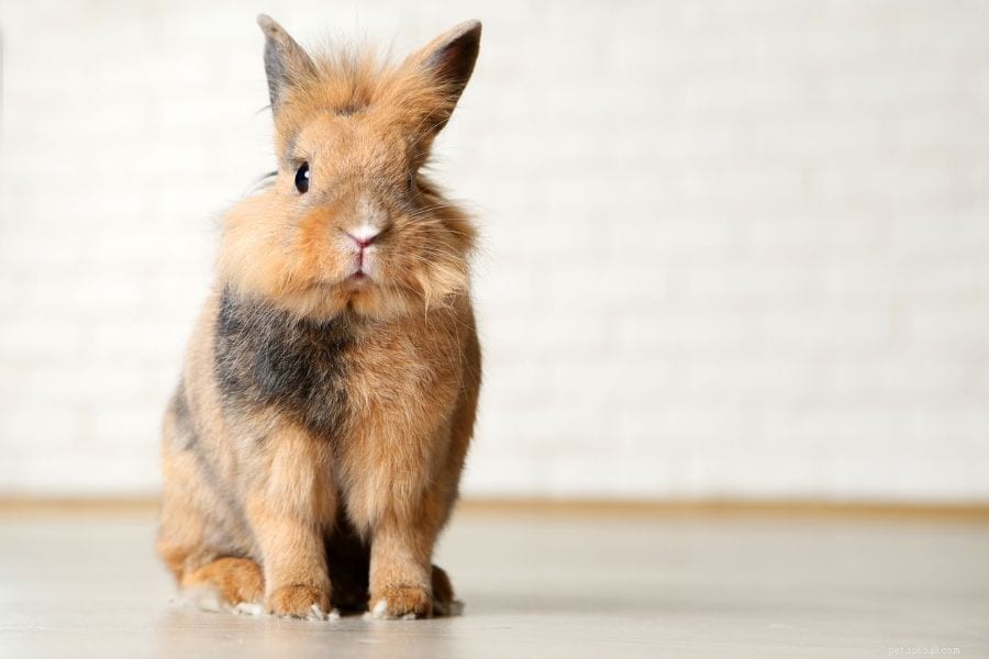 What Triggers Rabbit Zoomies? Understanding Their Energetic Bursts