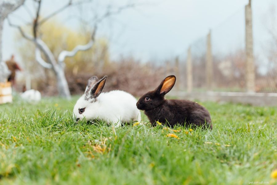 Understanding Rabbit Chasing: When It Signals Bonding or Conflict