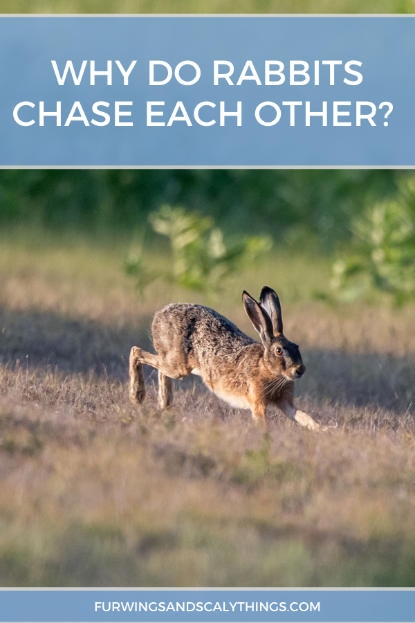 Understanding Rabbit Chasing: When It Signals Bonding or Conflict
