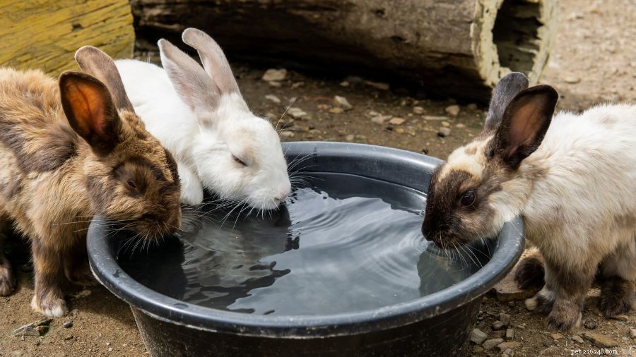 Understanding Rabbit Chasing: When It Signals Bonding or Conflict