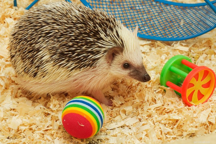 Why Hedgehogs May Eat Their Young and How to Stop It