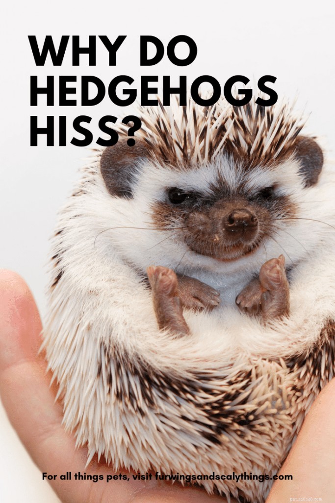 Understanding Hedgehog Sounds: Why They Hiss and Other Common Noises