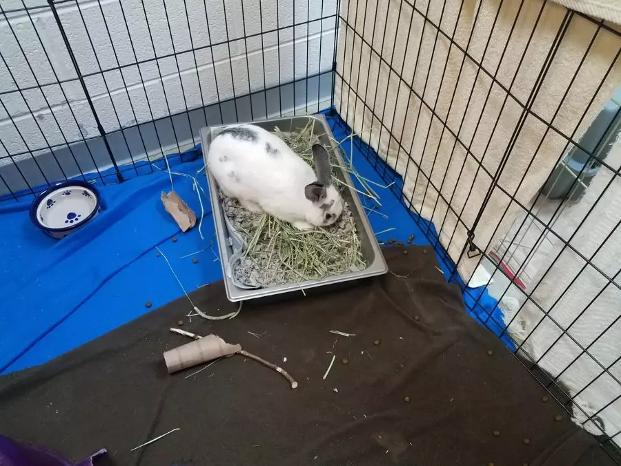 Rabbit Bedding Care: When to Replace Litter for a Healthy Home
