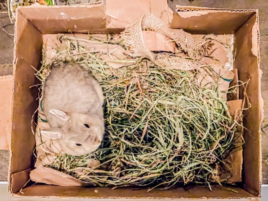 Rabbit Bedding Care: When to Replace Litter for a Healthy Home