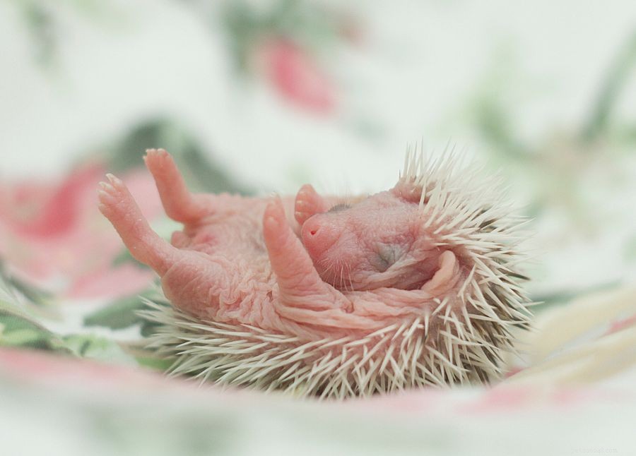 Why Hedgehogs May Eat Their Young and How to Stop It