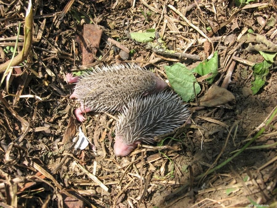 Why Hedgehogs May Eat Their Young and How to Stop It