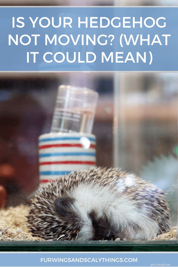 Why Your Hedgehog May Be Lethargic: Key Signs and How to Respond