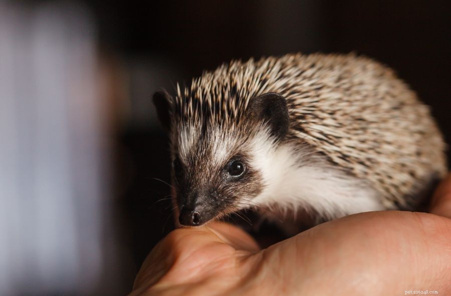 Why Your Hedgehog May Be Lethargic: Key Signs and How to Respond