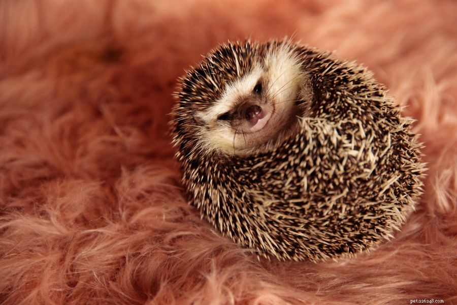 Why Your Hedgehog May Be Lethargic: Key Signs and How to Respond