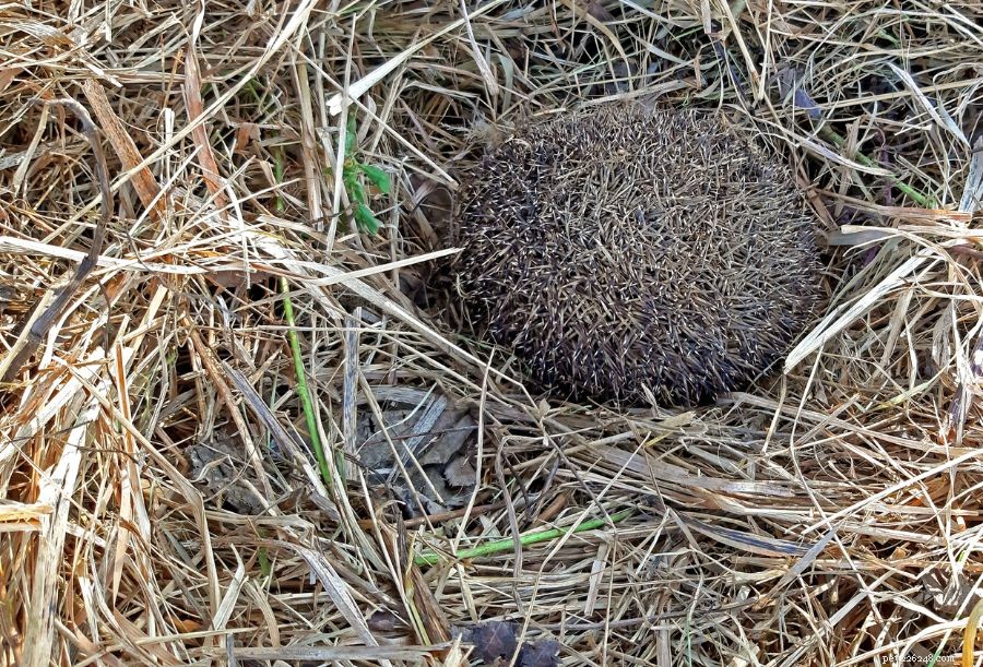 Why Your Hedgehog May Be Lethargic: Key Signs and How to Respond