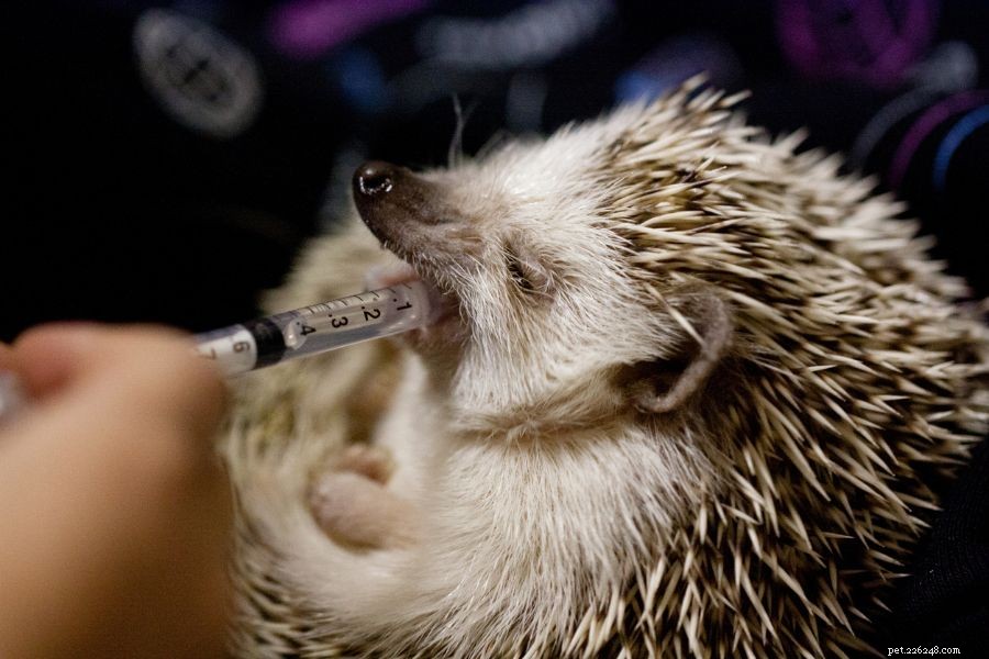 Why Your Hedgehog May Be Lethargic: Key Signs and How to Respond
