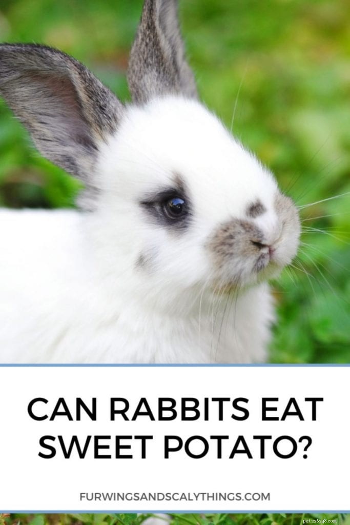 Can Rabbits Safely Eat Sweet Potatoes? How Much Is Too Much