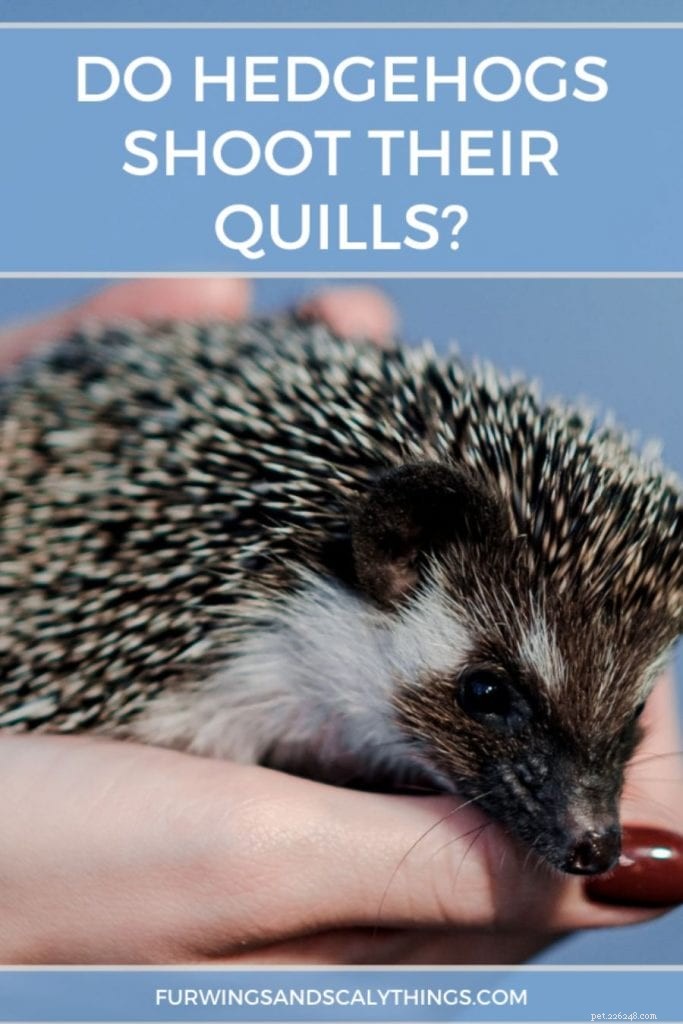 Do Hedgehogs Shoot Their Quills? Exploring Their Purpose and Defense Mechanisms