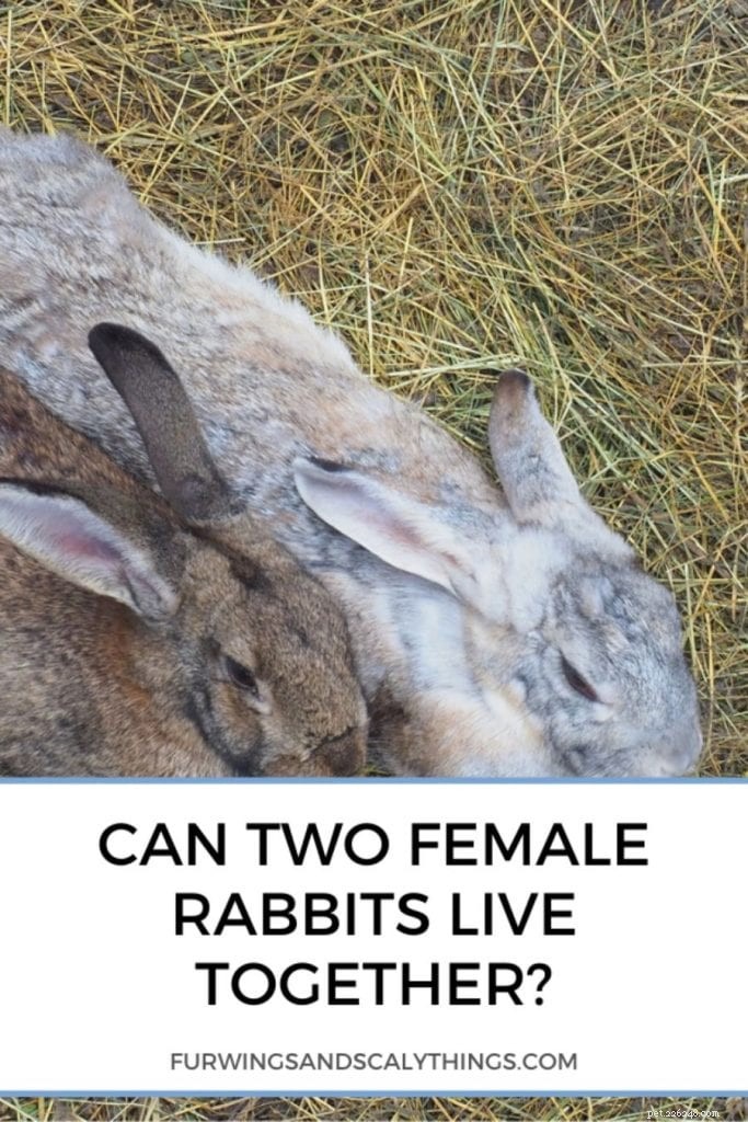 Can Two Female Rabbits Live Together? A Proven Step‑by‑Step Guide