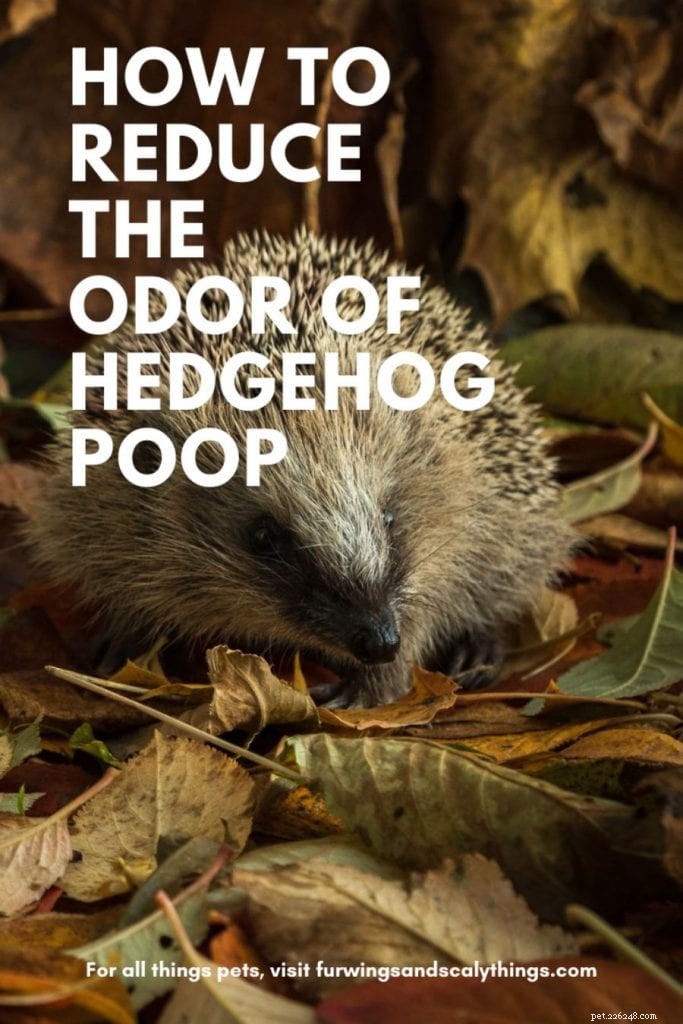 How Much Do Hedgehogs Poop? Proven Tips to Reduce Odor and Keep Your Pet Healthy
