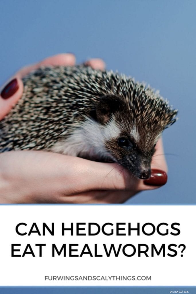 Are Mealworms Safe for Hedgehogs? Overfeeding Risks Explained