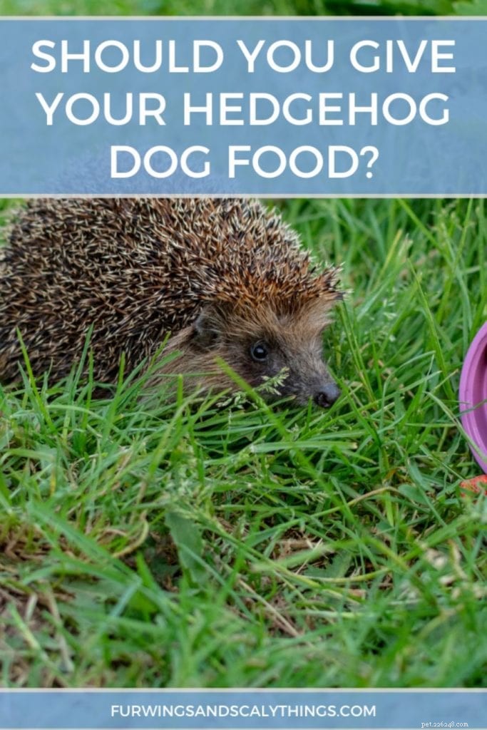 Is Dog Food Safe for Hedgehogs? Understanding Why It’s Not the Best Choice