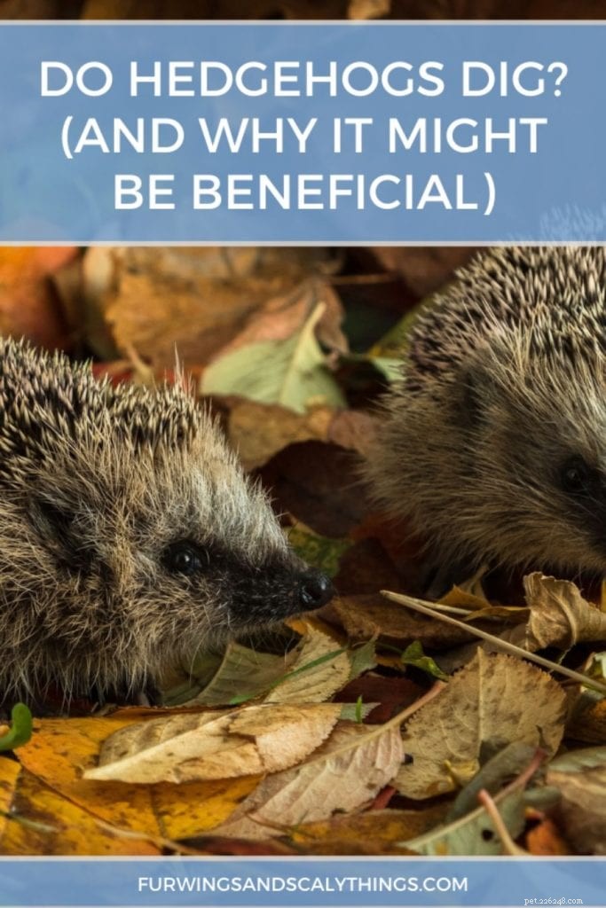 Why Hedgehogs Dig - The Benefits of Their Burrowing Behavior