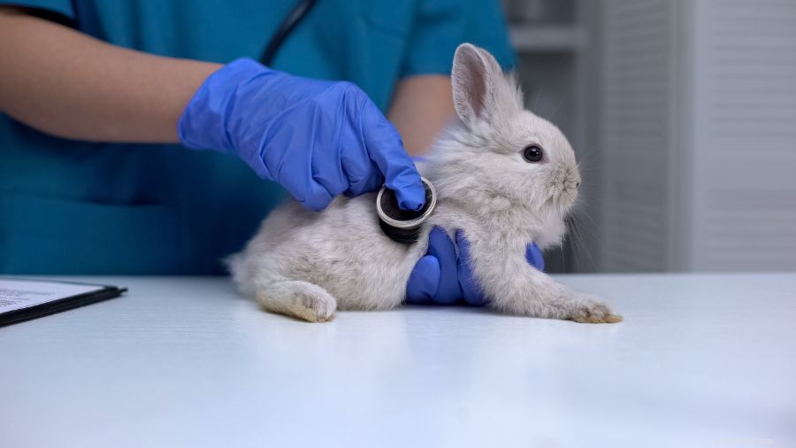 6 Common Reasons Your Rabbits Suddenly Start Fighting