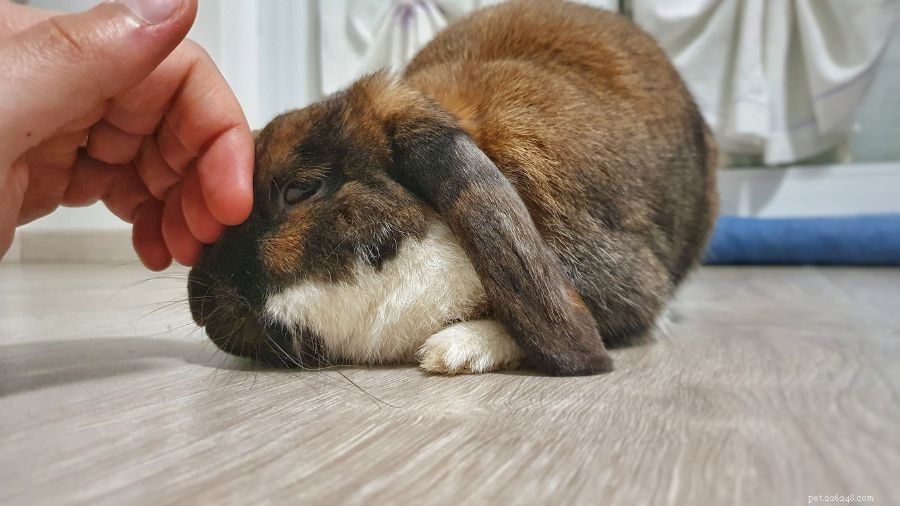 6 Common Reasons Your Rabbits Suddenly Start Fighting