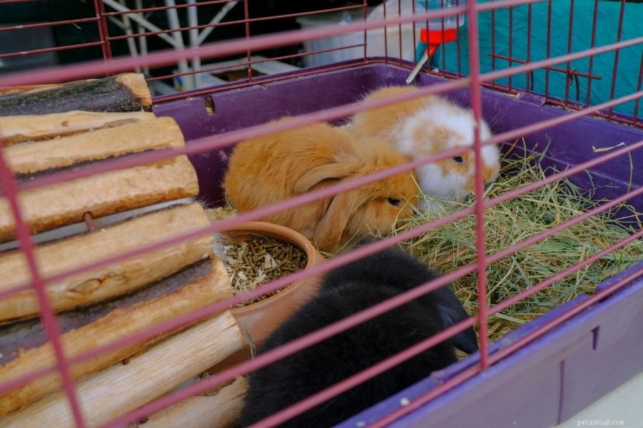 6 Common Reasons Your Rabbits Suddenly Start Fighting