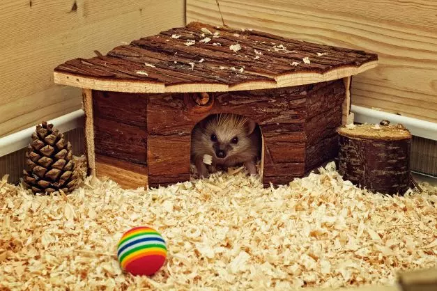 Essential Items Every Hedgehog Cage Must Include