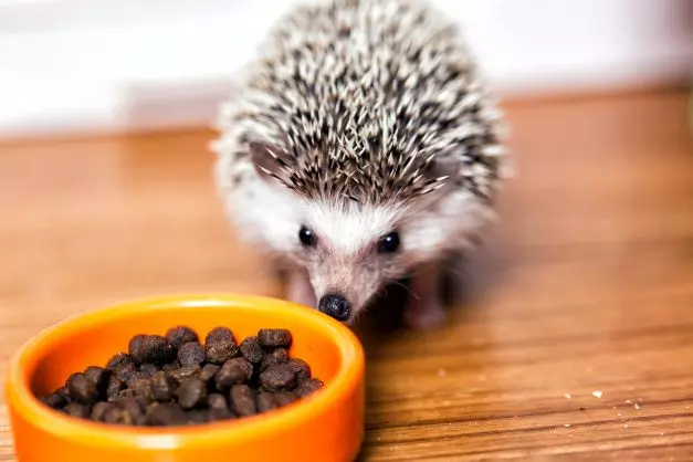 Essential Items Every Hedgehog Cage Must Include