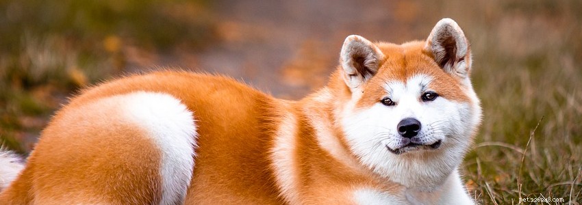Akitas: Essential Guide to Health Issues & Common Diseases
