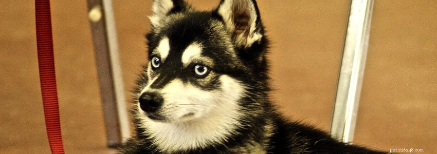 Alaskan Klee Kai Health Guide: Common Conditions & How to Prevent Them