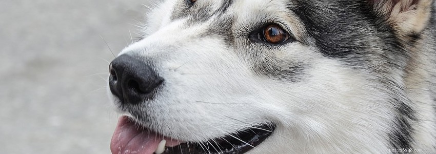 Alaskan Malamutes: Health Risks, Common Diseases & How to Protect Them