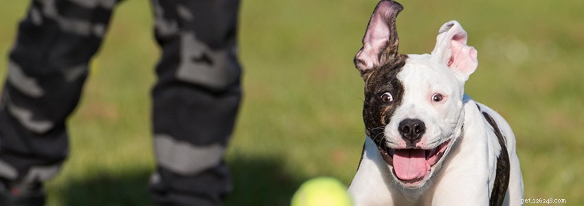 American Bulldogs: Common Health Issues & How to Prevent Them